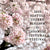 2022 Seattle Cherry Blossom & Japanese Cultural Festival, April 8-10