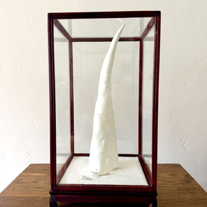Paper Sculpture with Nodules in Case 11 - Jesi Asagi