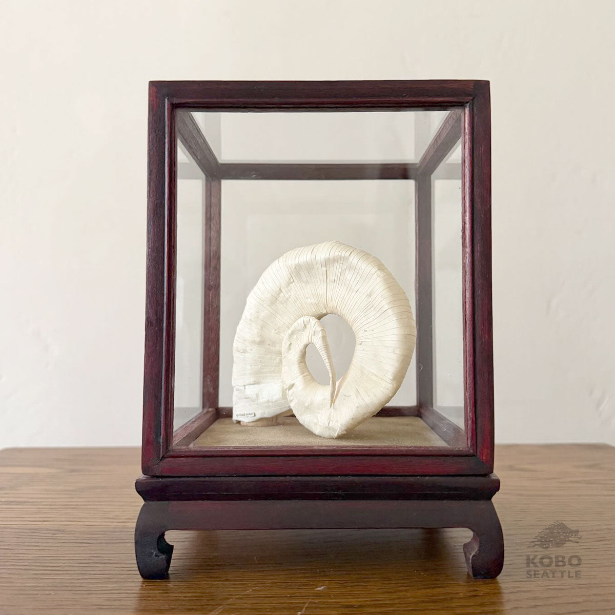 Paper Nautilus Sculpture with Case 14 - Jesi Asagi