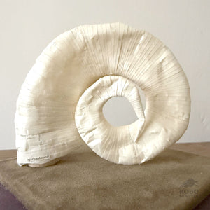 Paper Nautilus Sculpture with Case 14 - Jesi Asagi