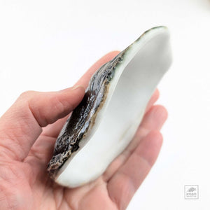 Oyster Shell "A" by Robin Hominiuk