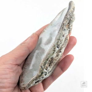 Oyster Shell "B" by Robin Hominiuk