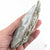 Oyster Shell "B" by Robin Hominiuk