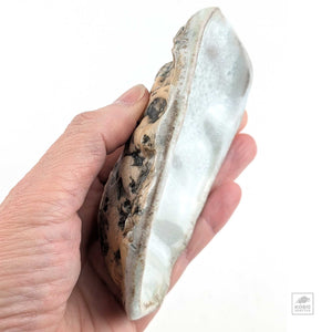 Oyster Shell "B" by Robin Hominiuk