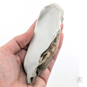 Oyster Shell "C" by Robin Hominiuk