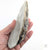 Oyster Shell "D" by Robin Hominiuk