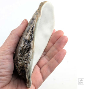 Oyster Shell "D" by Robin Hominiuk
