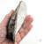 Oyster Shell "D" by Robin Hominiuk