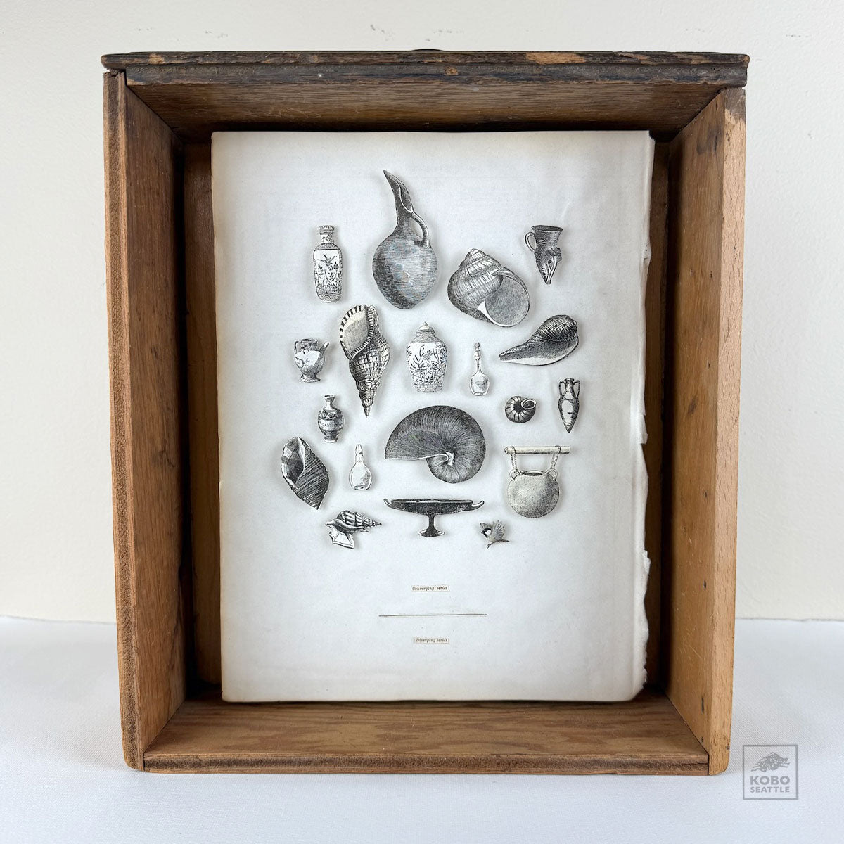 (series) by Jesianne Asagi