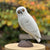 White Owl, Perched by Michael Zitka