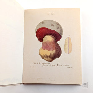 Postcard Book of Mushrooms