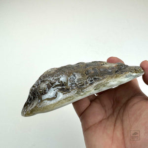 Oyster Shell Bowl "A" by Robin Hominiuk