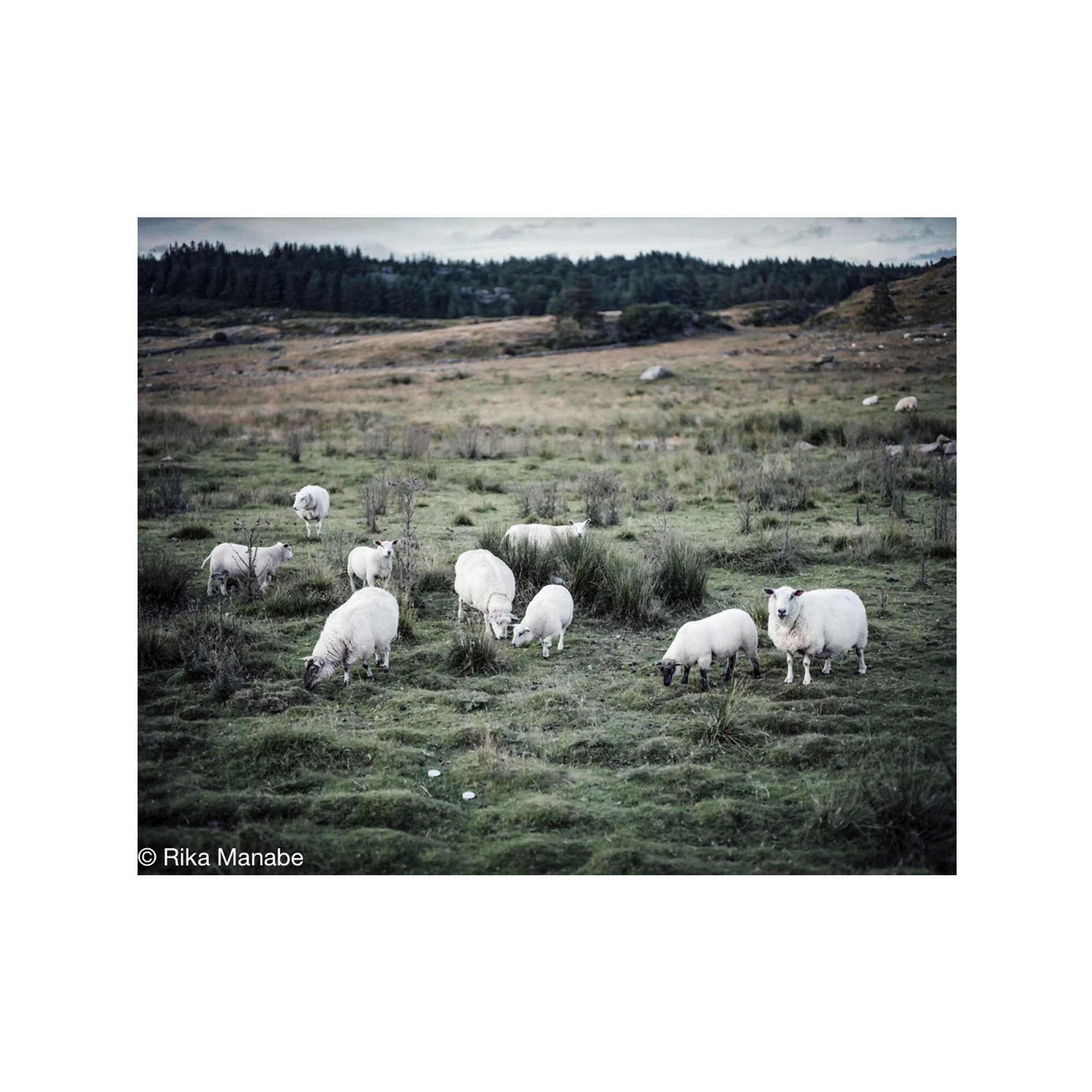 Norwegian Sheep by Rika Manabe