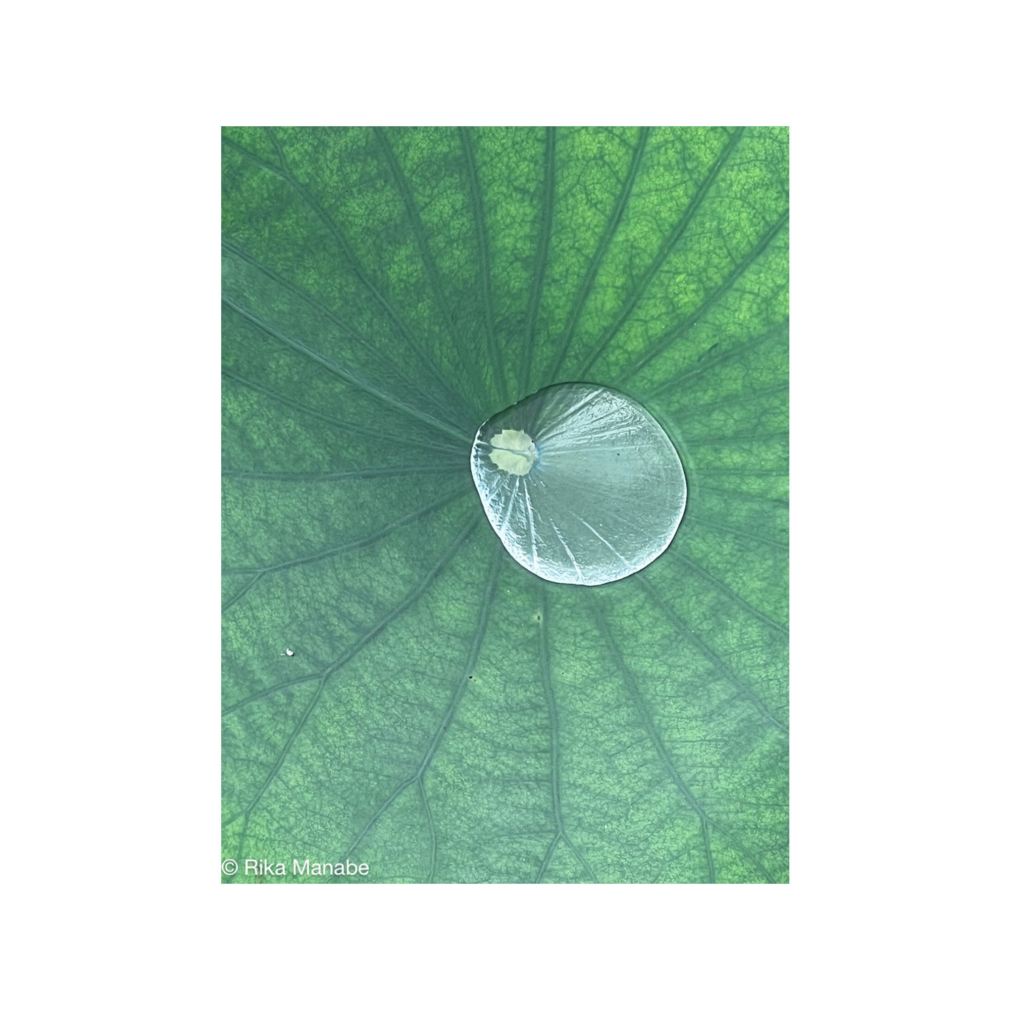 Water Drop by Rika Manabe