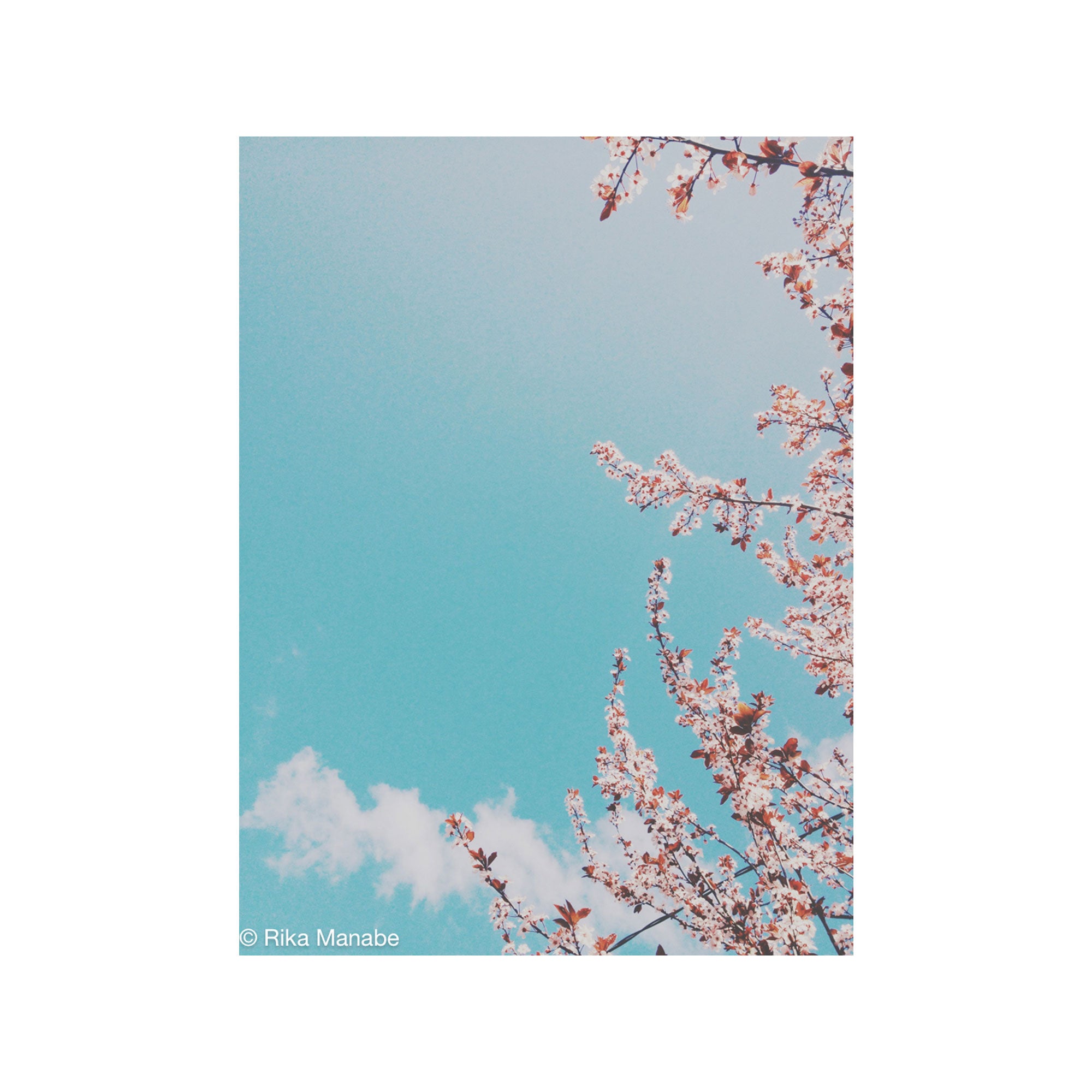 Cherry Blossoms by Rika Manabe