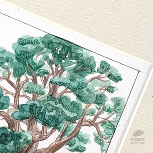 Sacred Knowledge Keepers: Cedar - Rubi Do Trinh