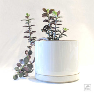porcelain plant pots Hasami Porcelain Planters - two sizes