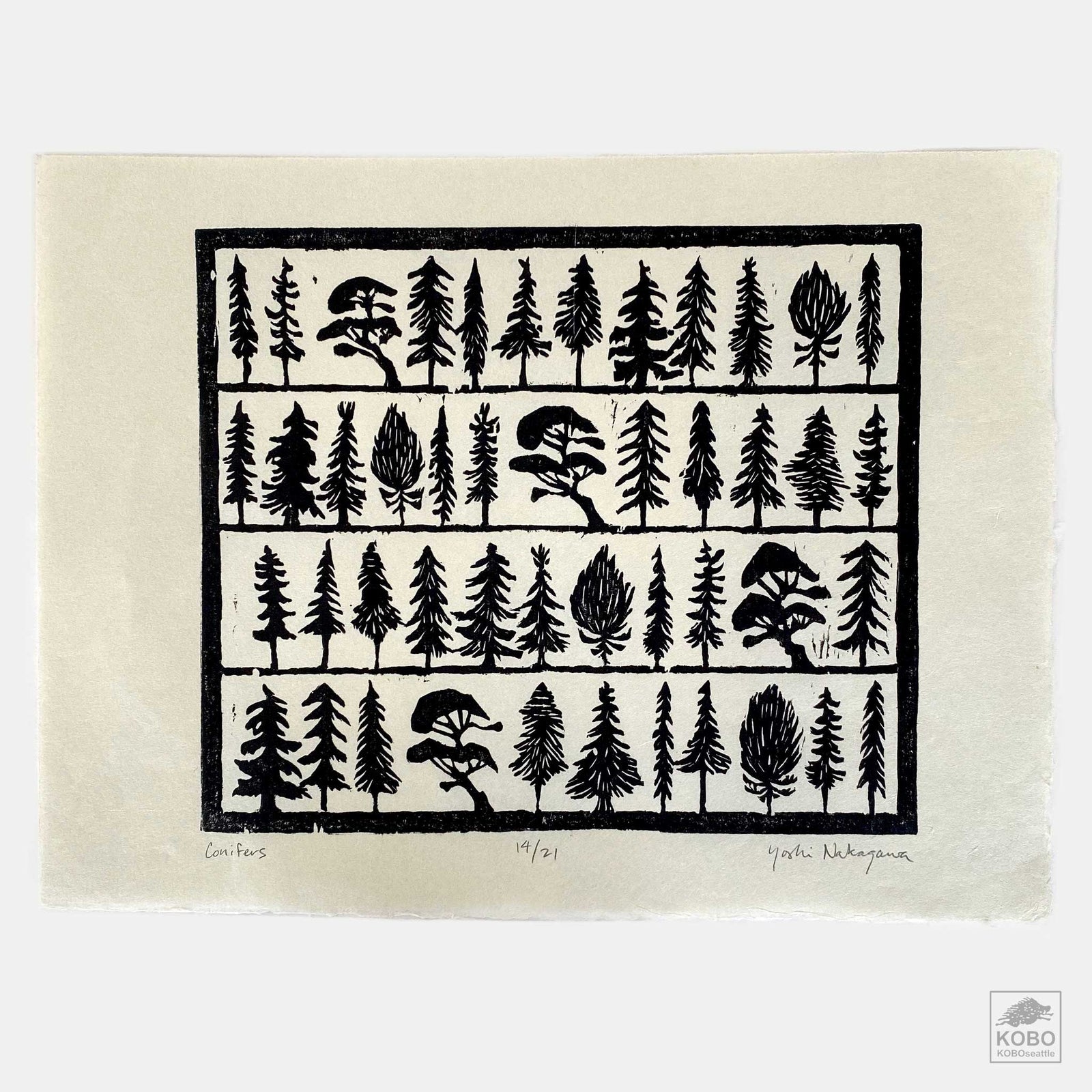 Conifers from Yoshi Nakagawa